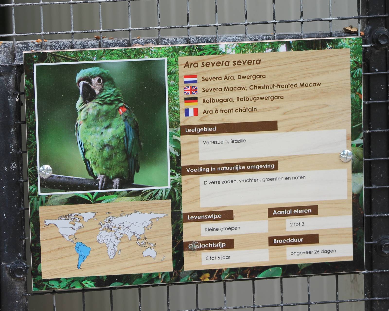 Sign Chestnut-fronted / Severa macaw