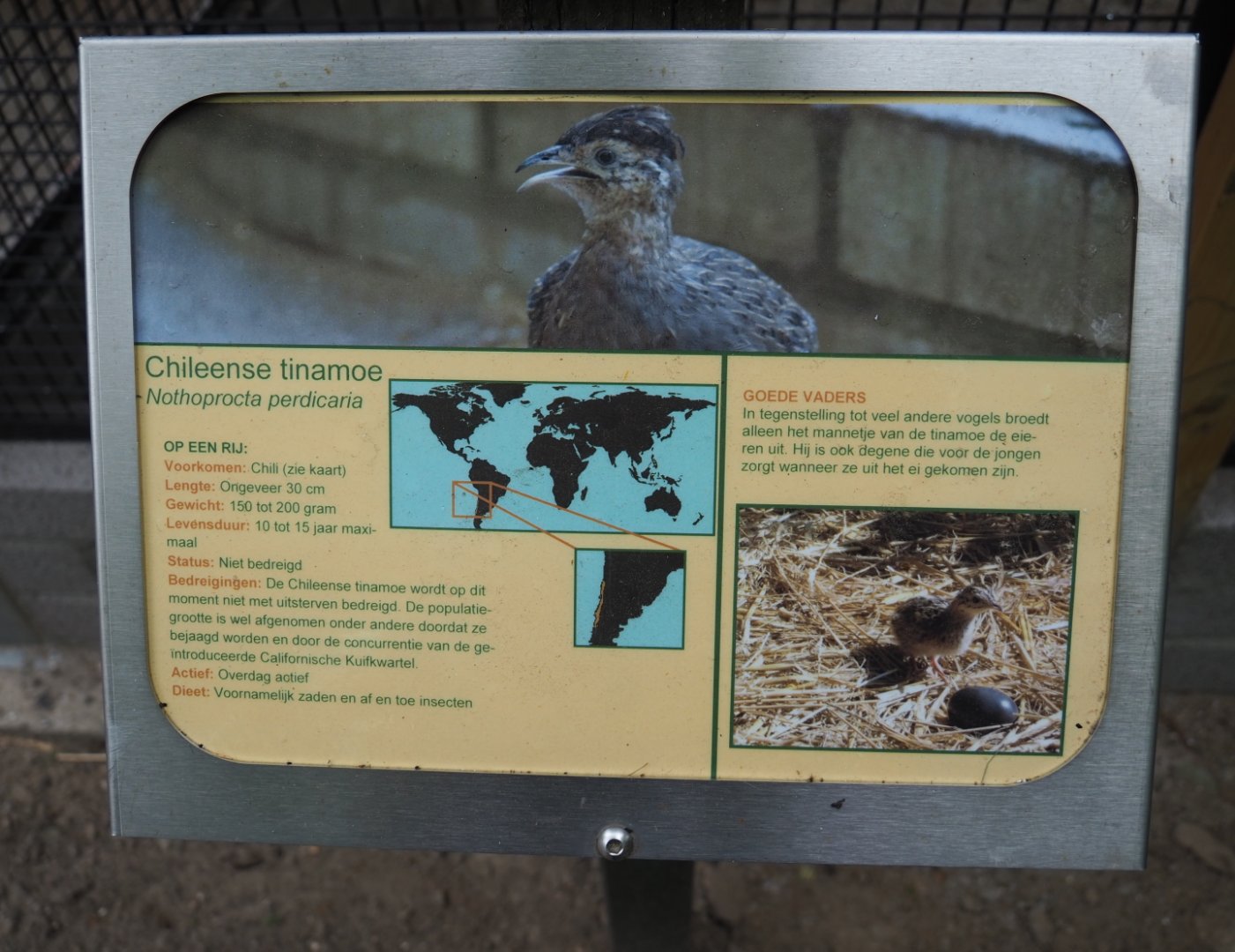 Sign Chilean tinamou, 2019-05-25