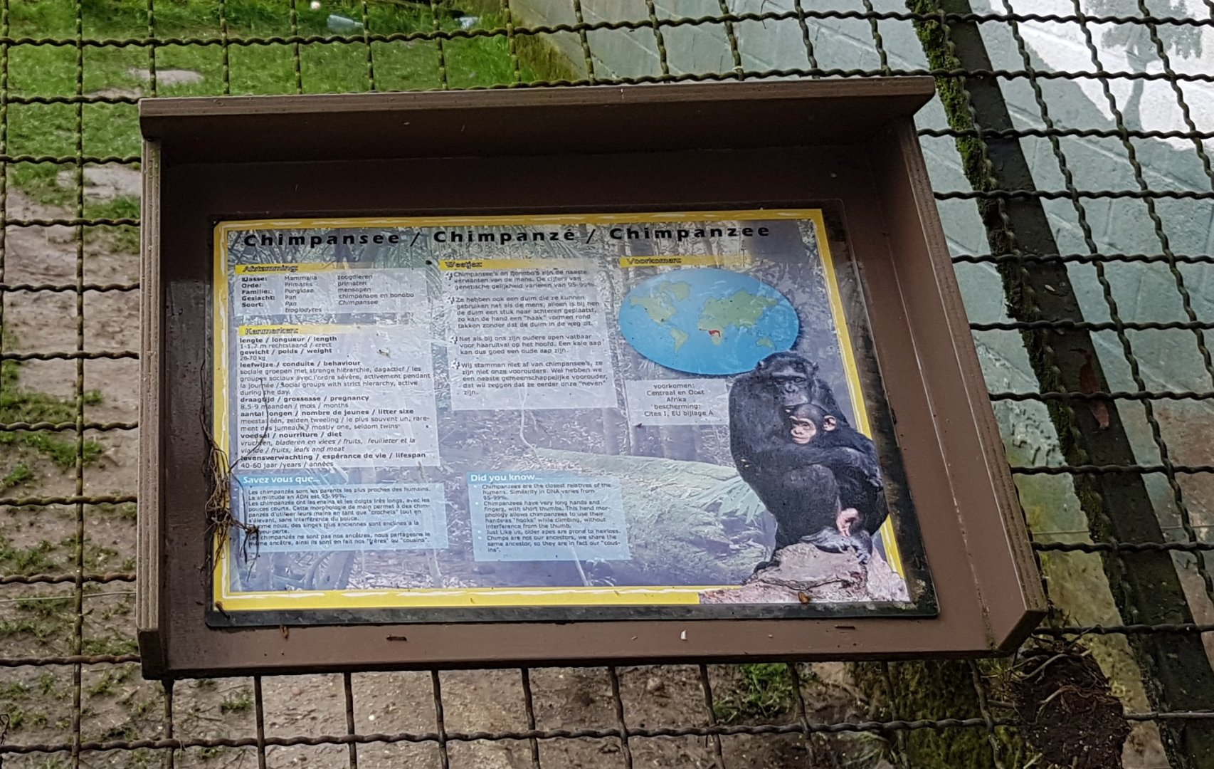 Sign Chimpanzee