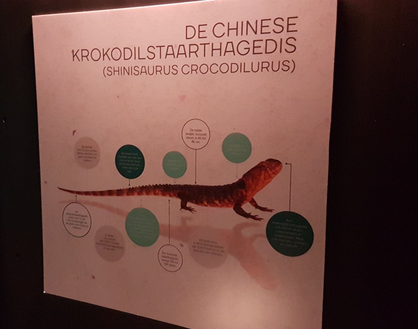 Sign Chinese crocodile-lizard