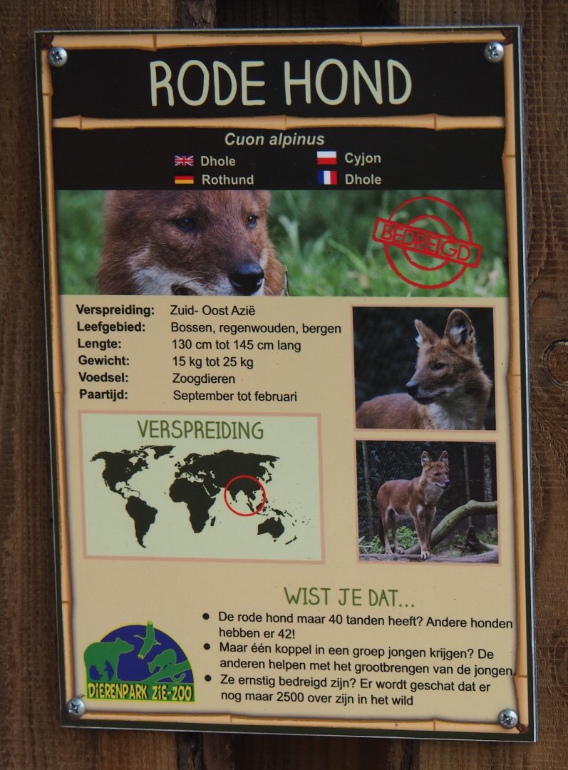 Sign Chinese dhole, 2019-04-06