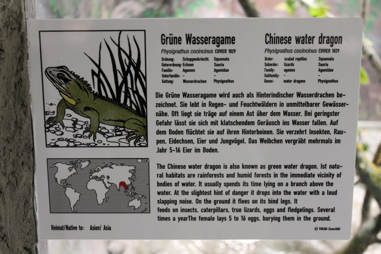 Sign Chinese water dragon