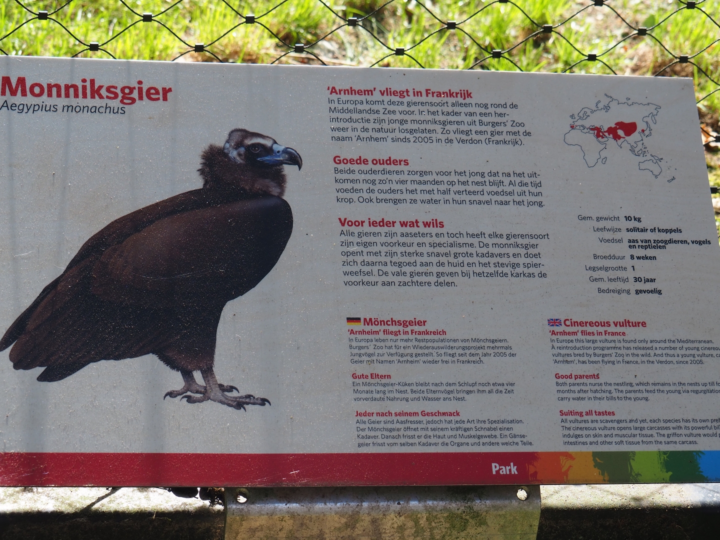 Sign Cinereous vulture (Sep 16th, 2018)