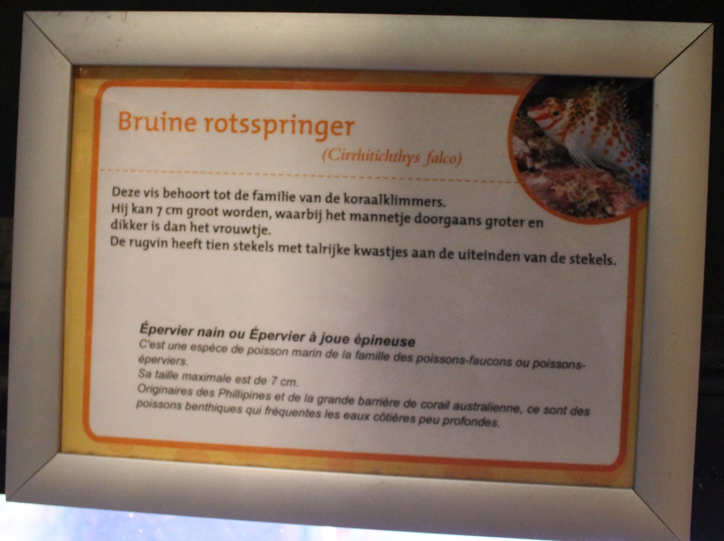 Sign Cirrhitichthys falco