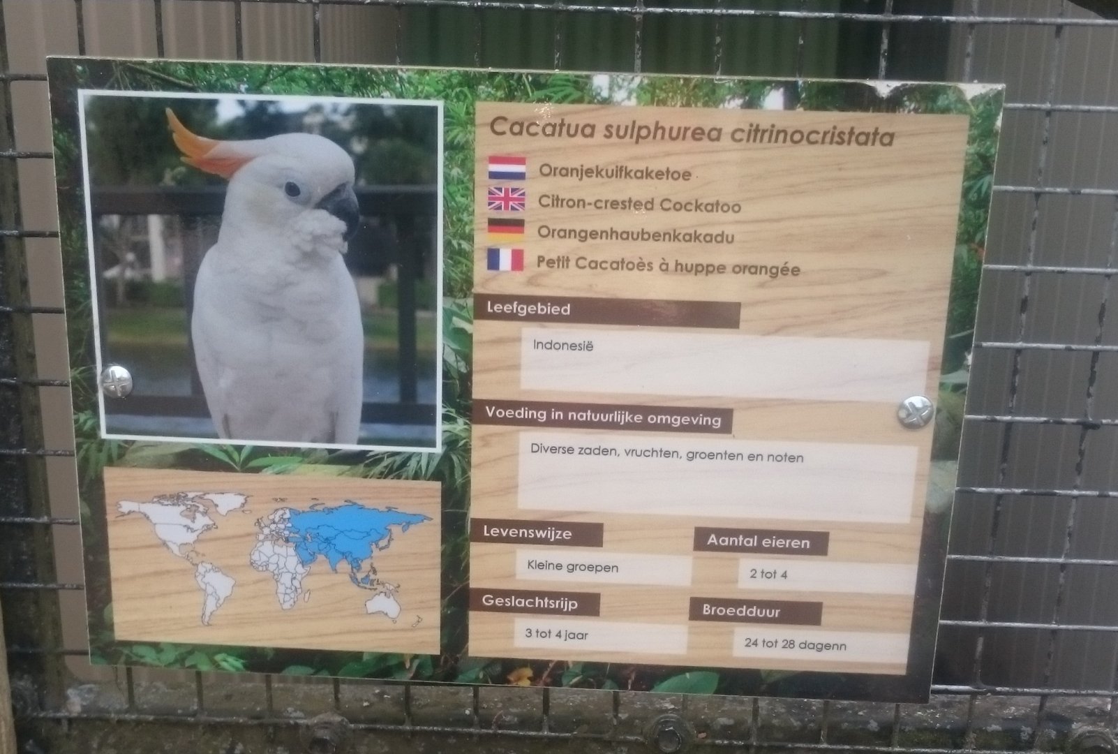 Sign Citron-crested cockatoo