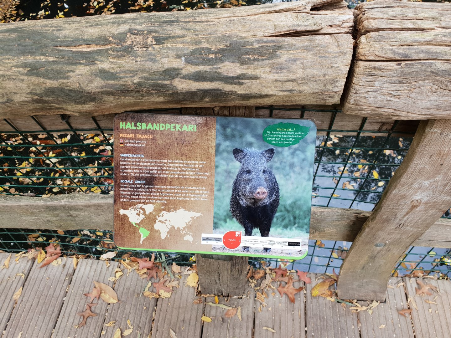 Sign Collared peccary