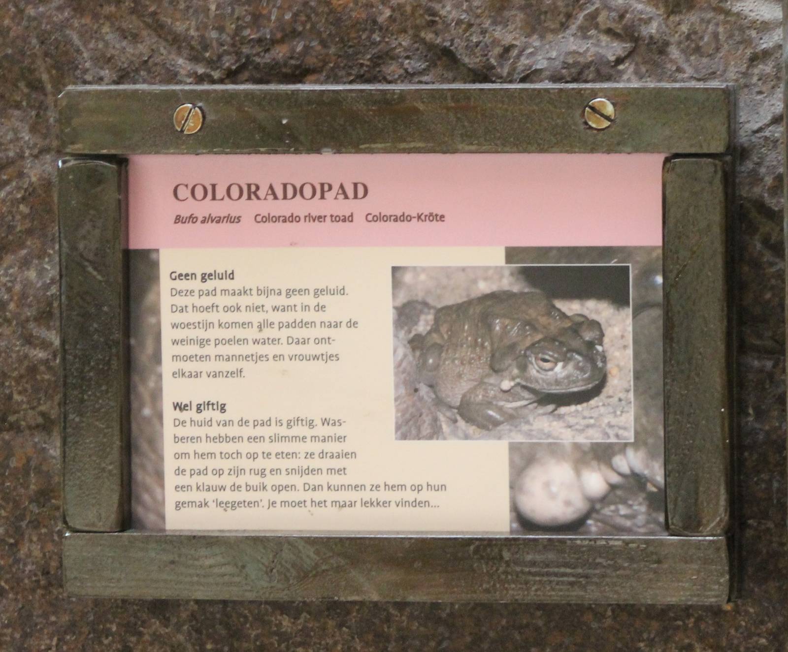 Sign Colorado toad