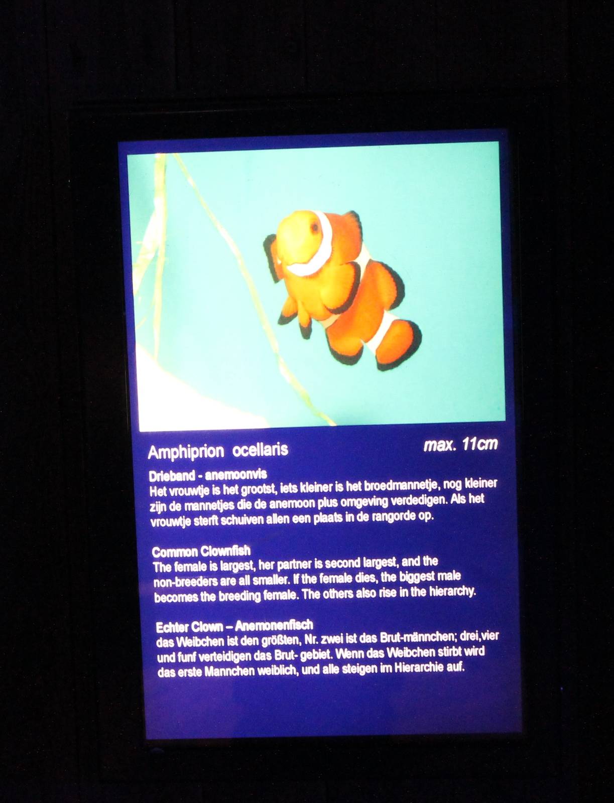 Sign Common clownfish