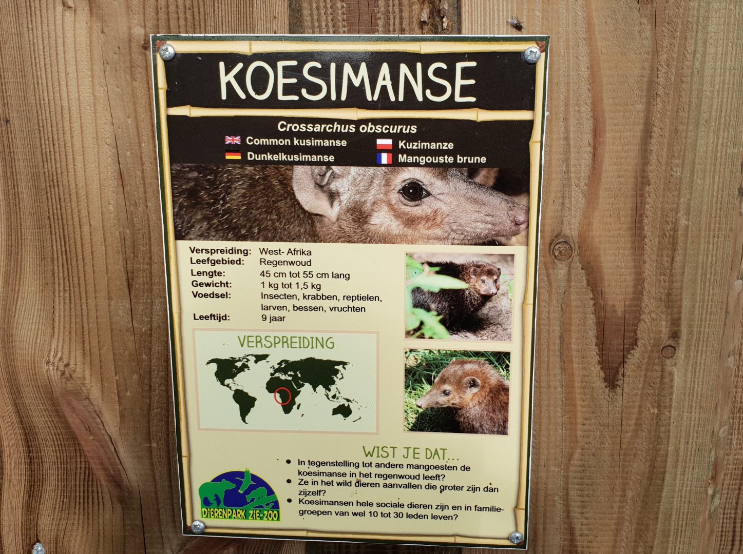 Sign Common kusimanse