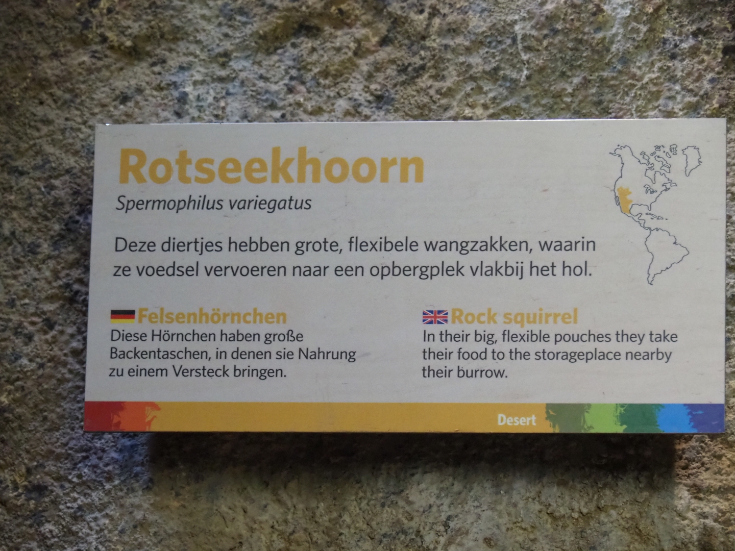 Sign common rock squirrel (Sep 16th, 2018)