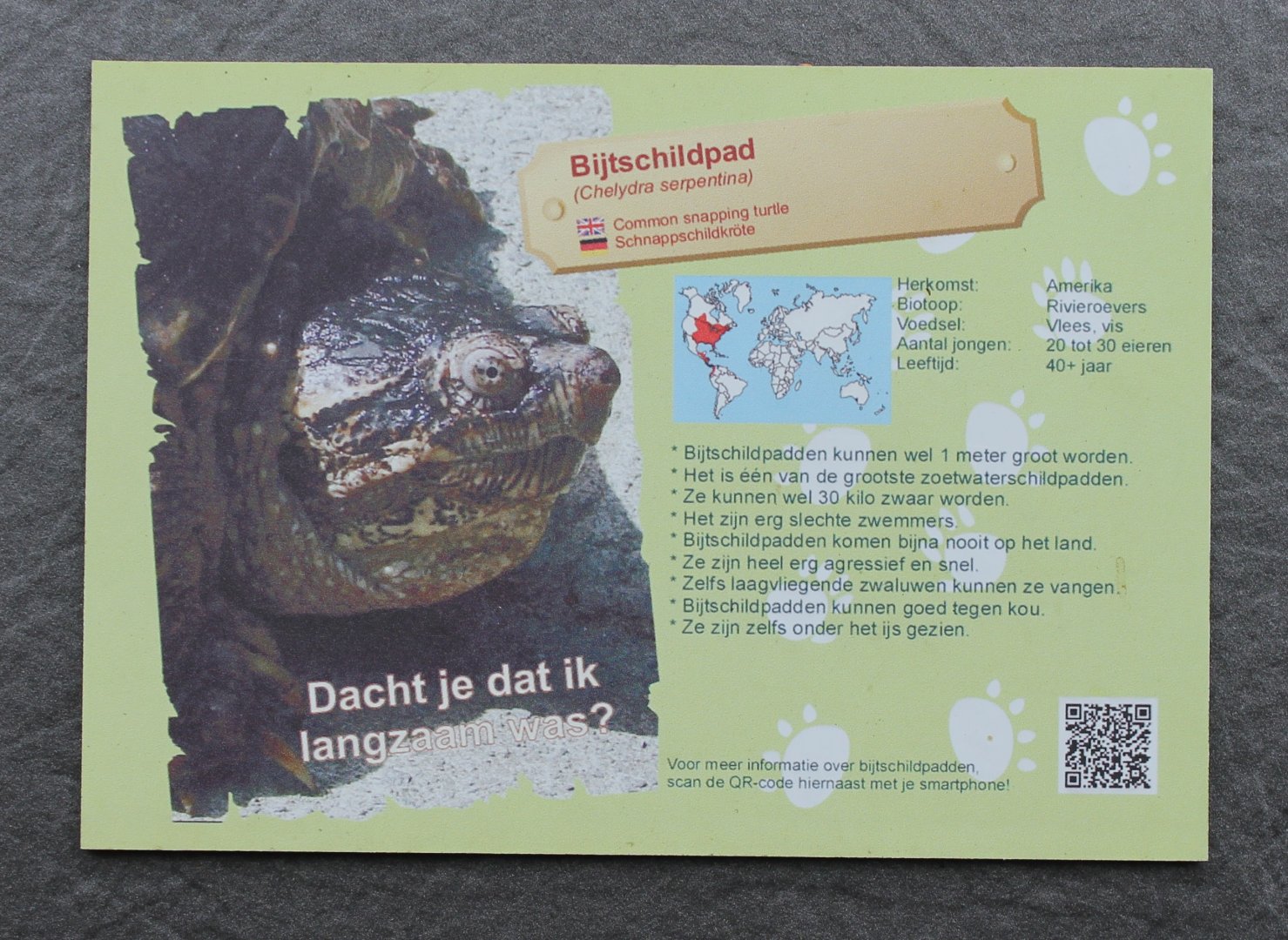 Sign Common snapping turtle