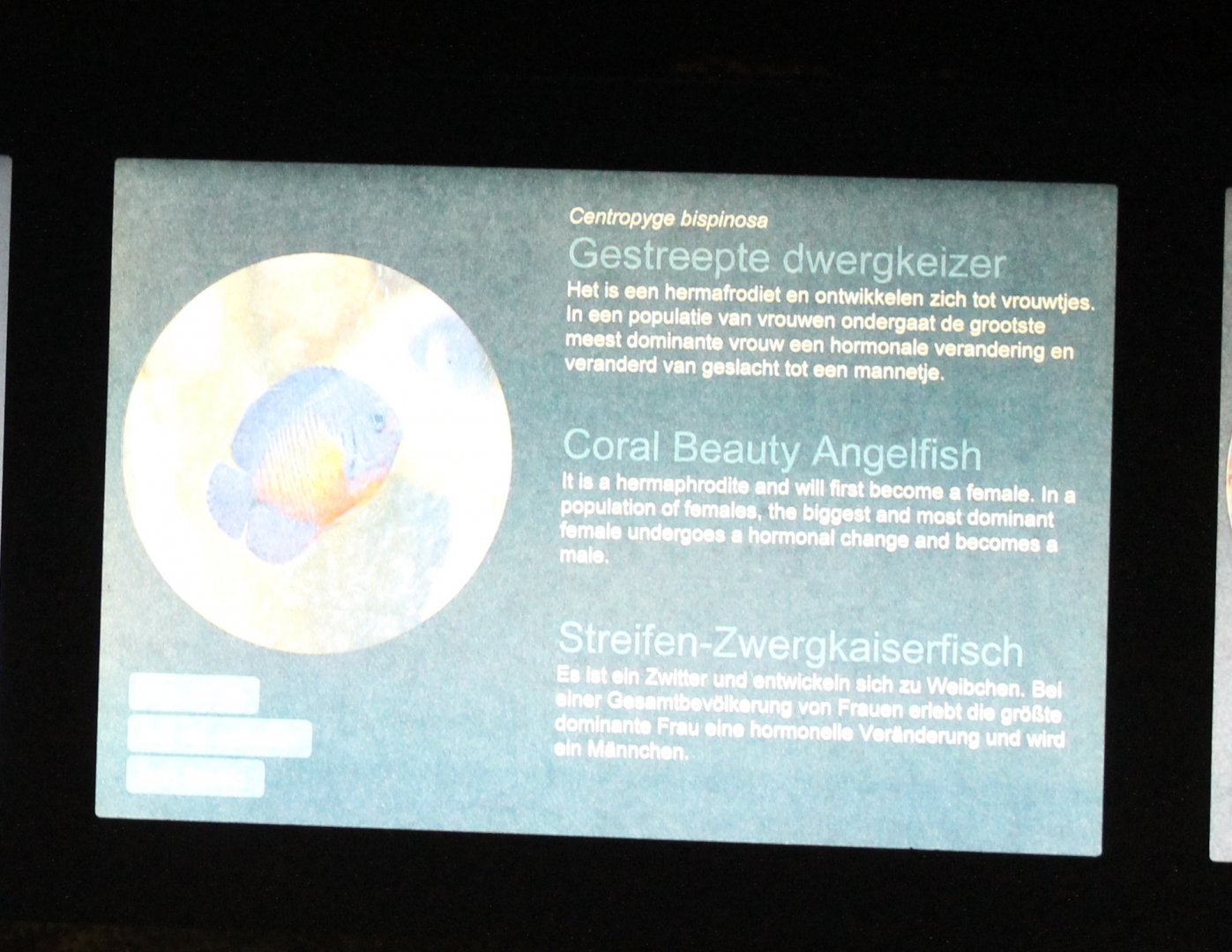 Sign Coral beauty angelfish - Centropyge bispinosa