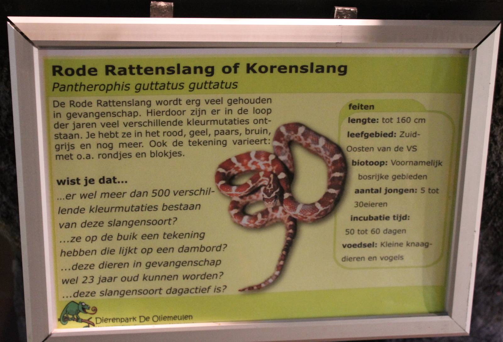 Sign Cornsnake