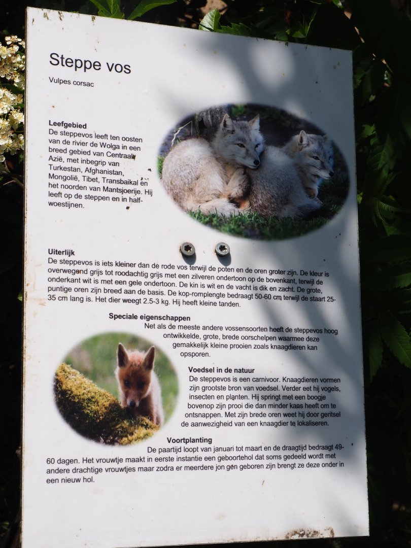 Sign Corsac fox, 2019-06-01