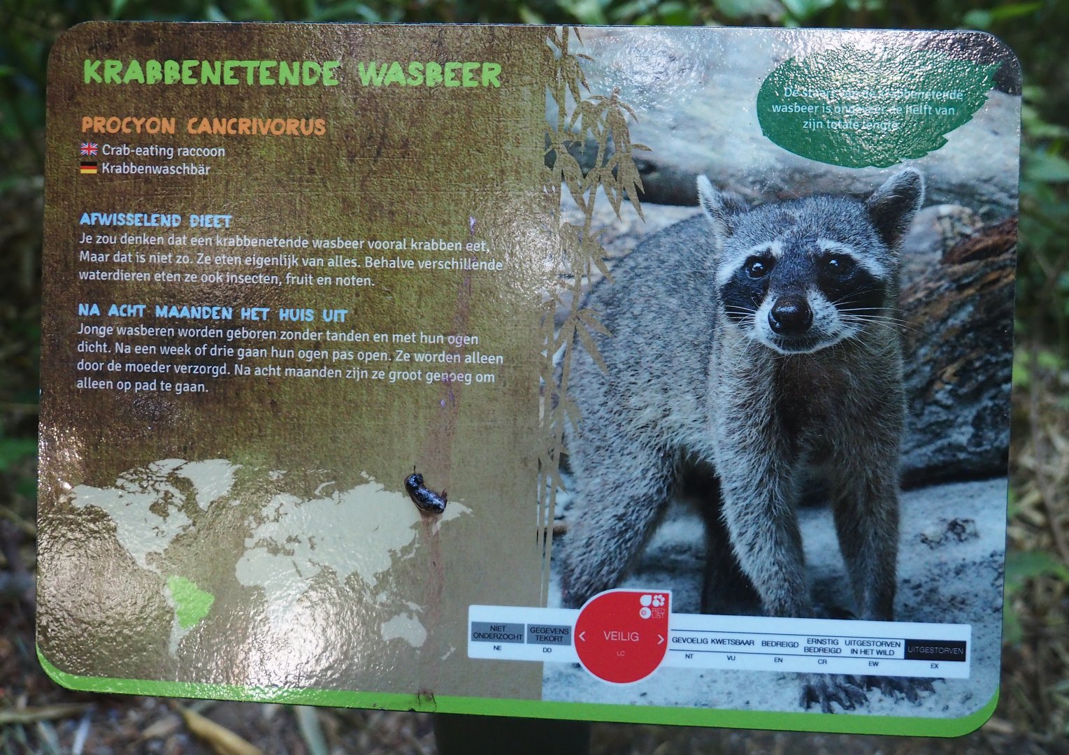 Sign Crab-eating raccoon (Procyon cancrivorus), 2019-08-11