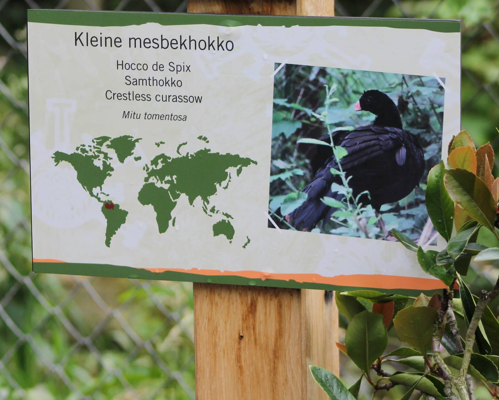 Sign Crestless curassow
