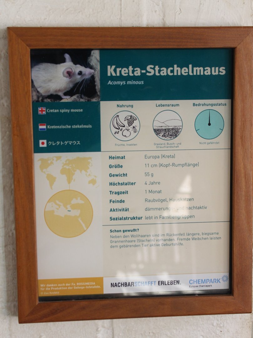 Sign Cretan spiny mouse