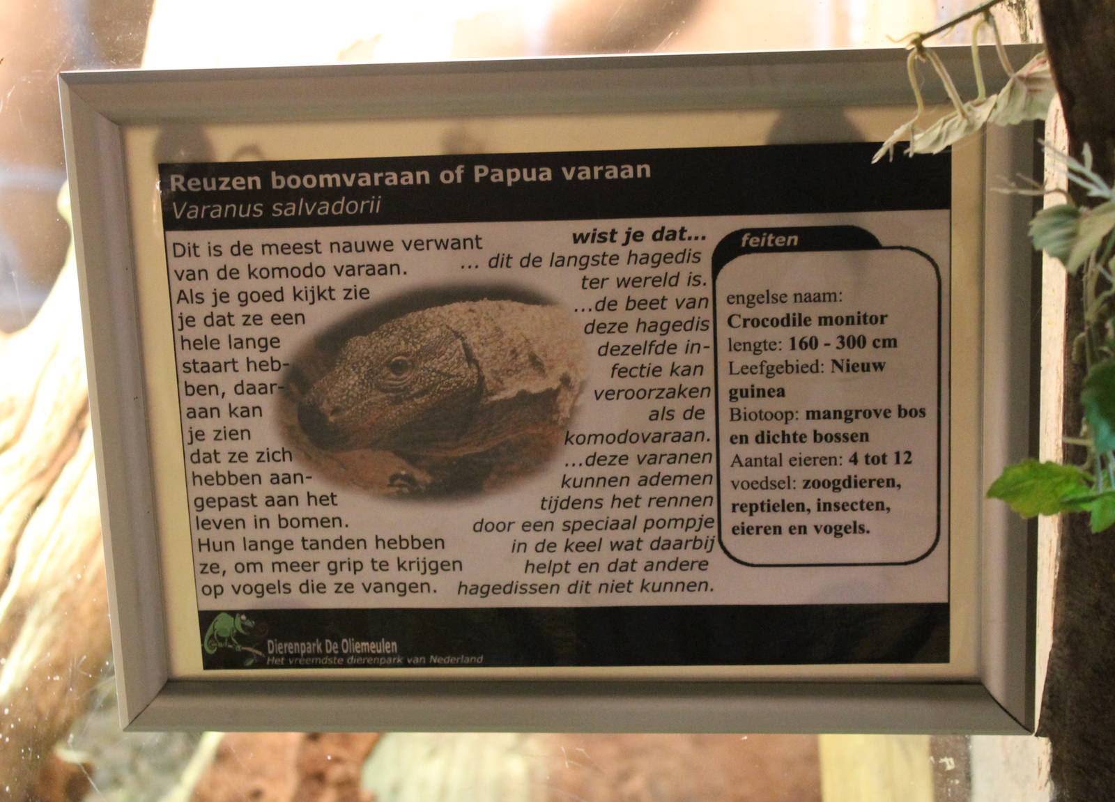 Sign Crocodile monitor