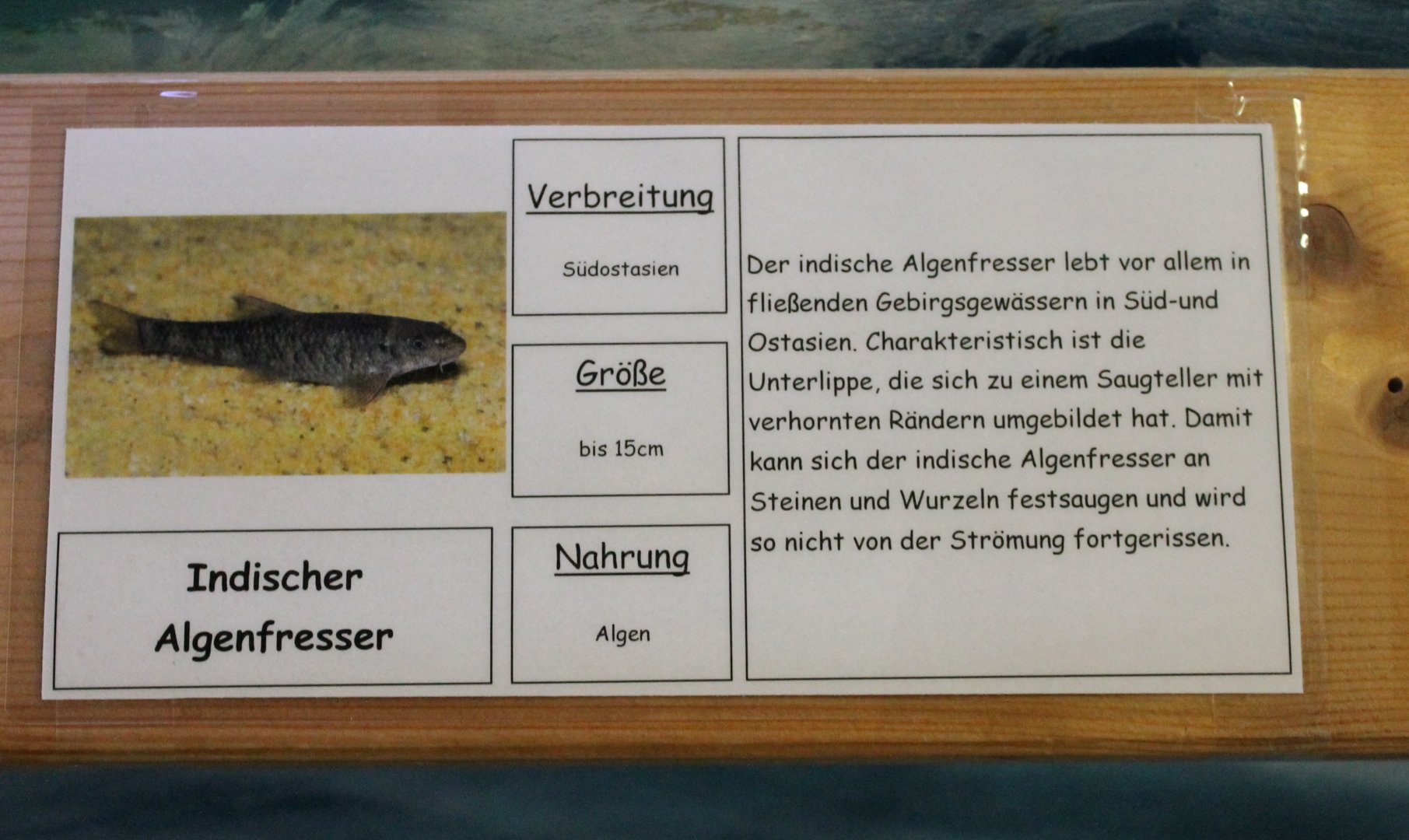 Sign Crossocheilus latius