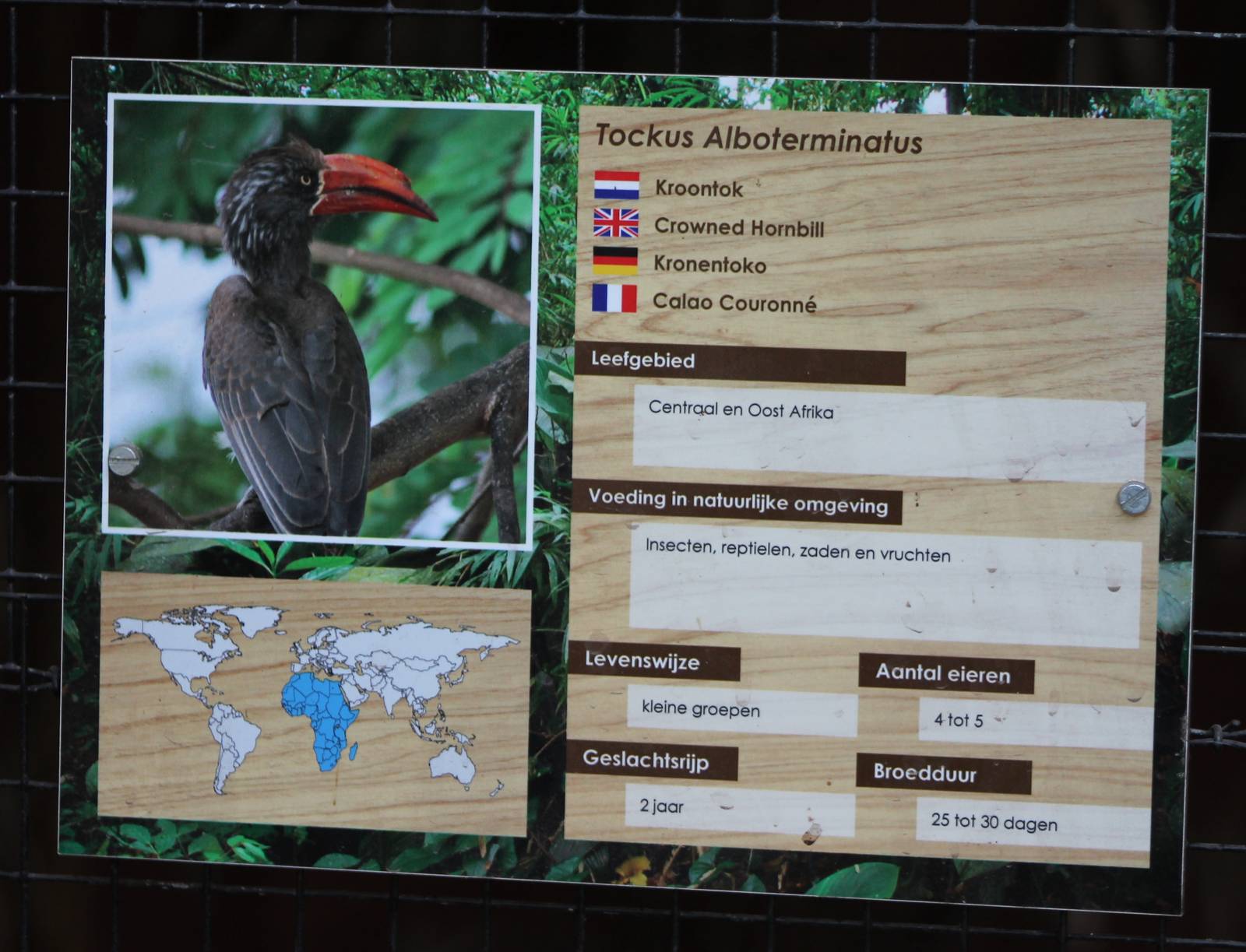 Sign Crowned hornbill