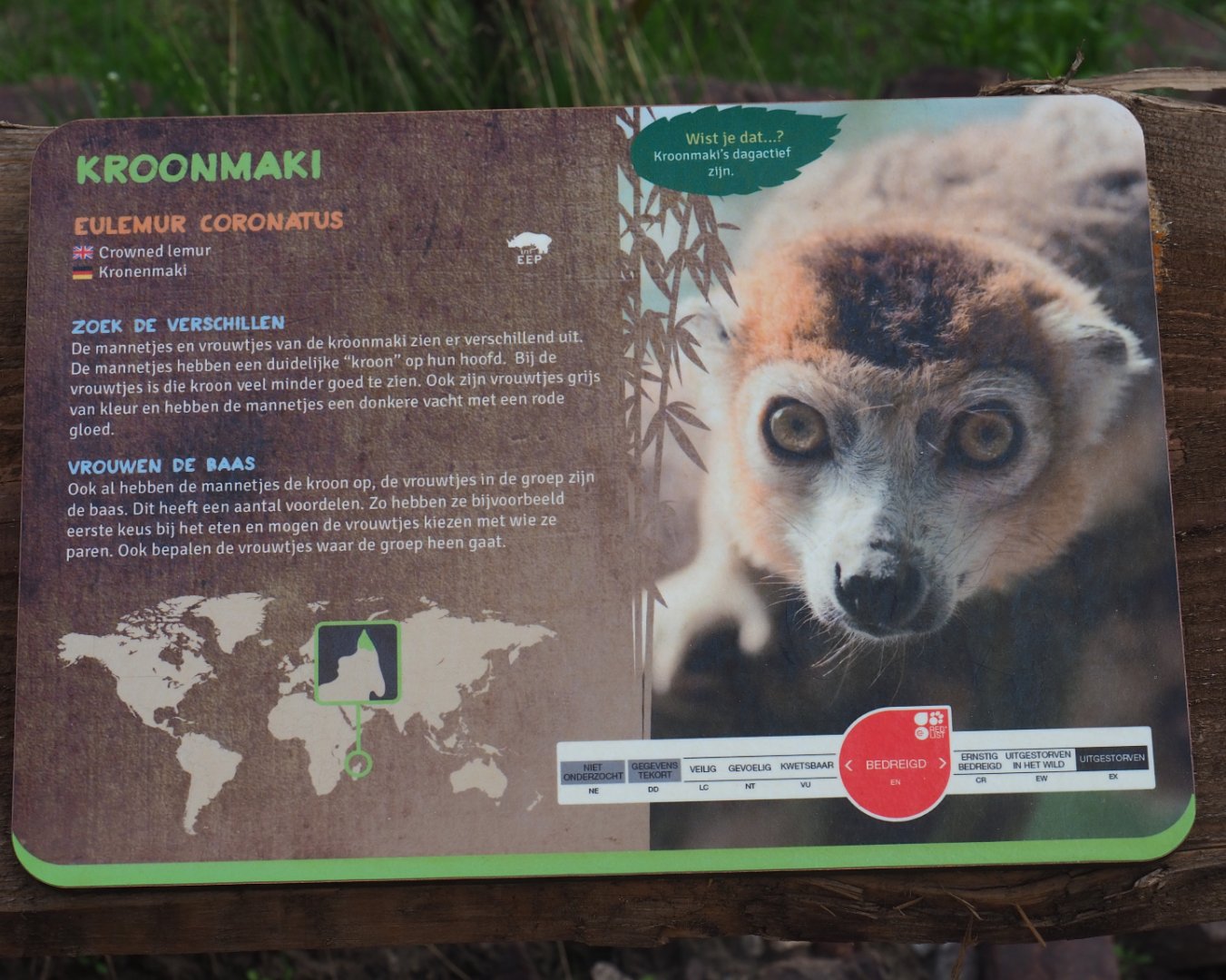 Sign Crowned lemur, 2019-08-11