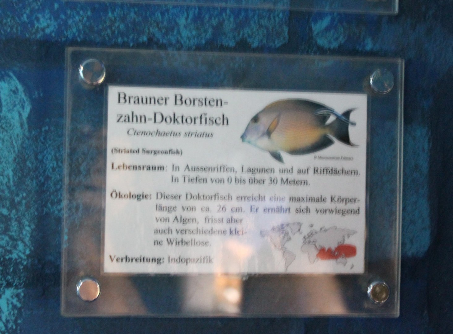 Sign Ctenochaetus striatus