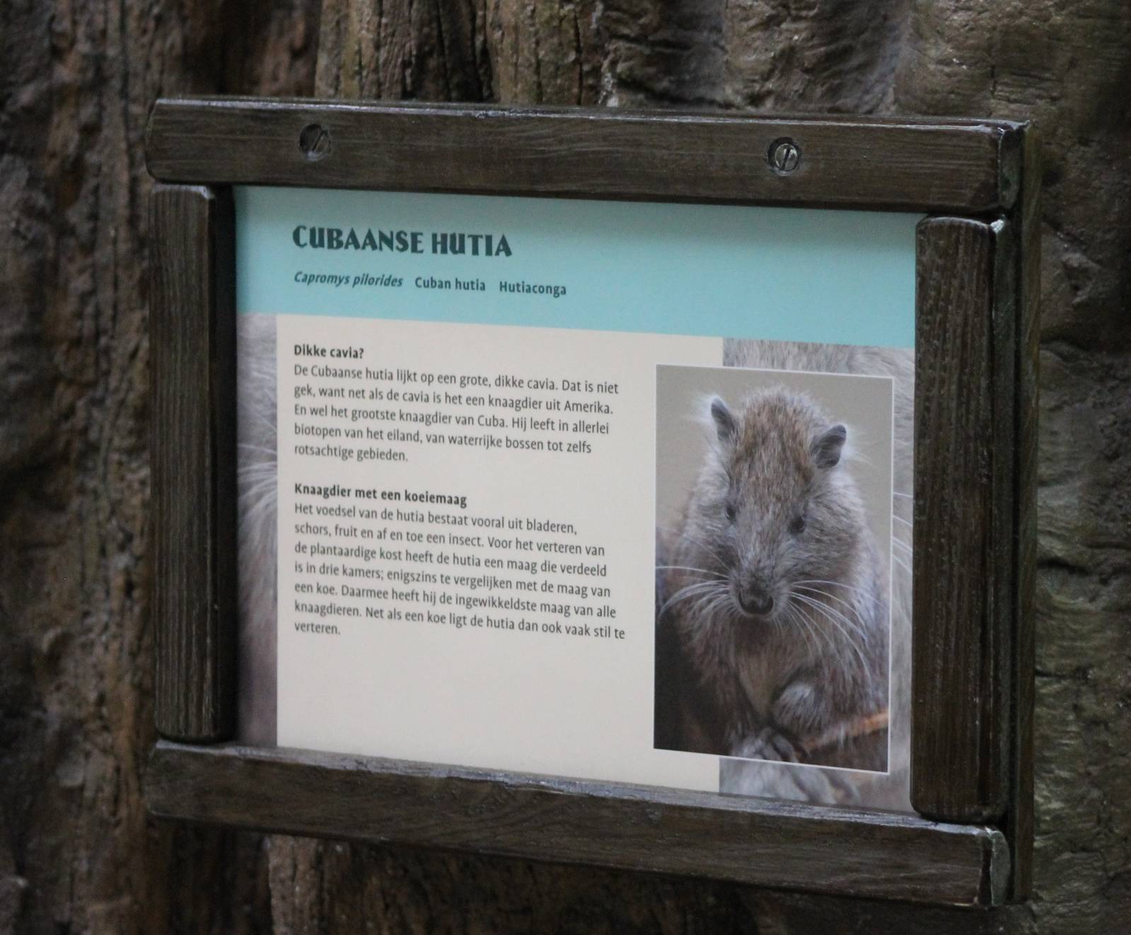 Sign Cuban hutia