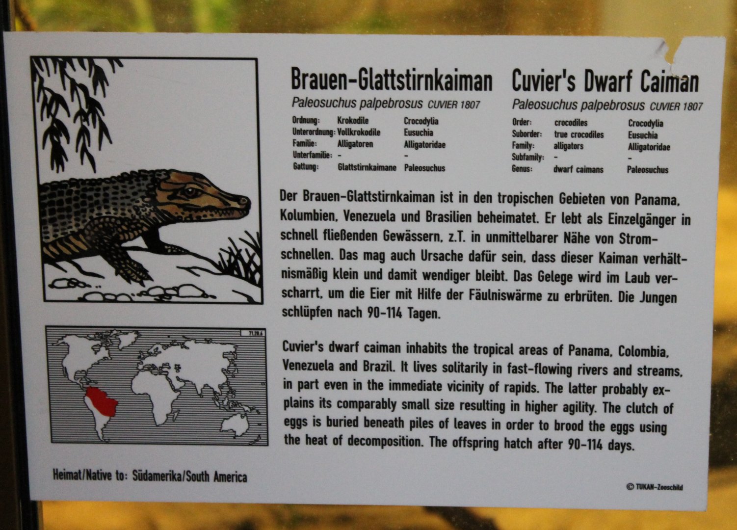 Sign Cuviers dwarf caiman