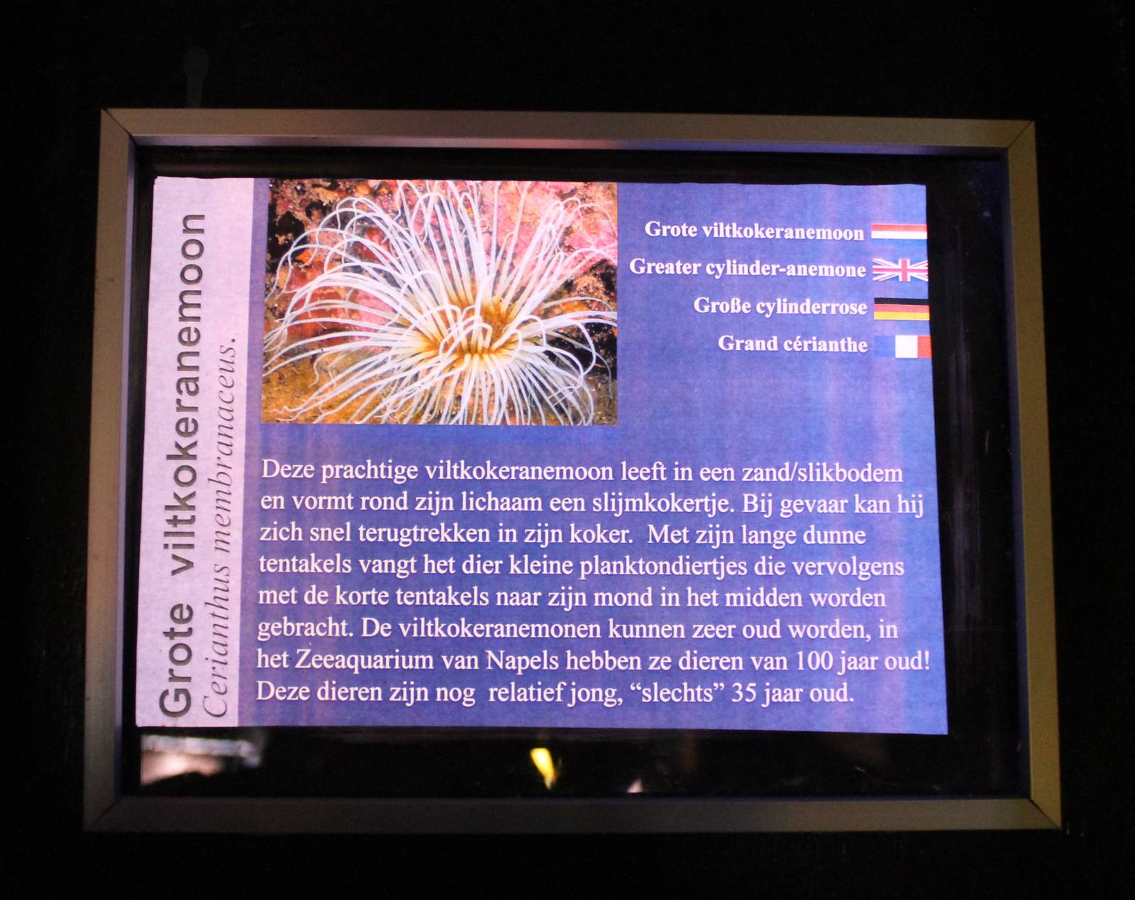 Sign Cylinder anemone