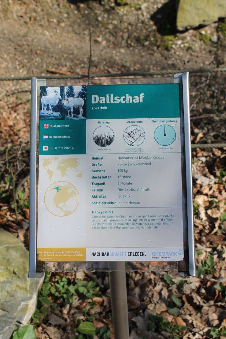 Sign Dall sheep