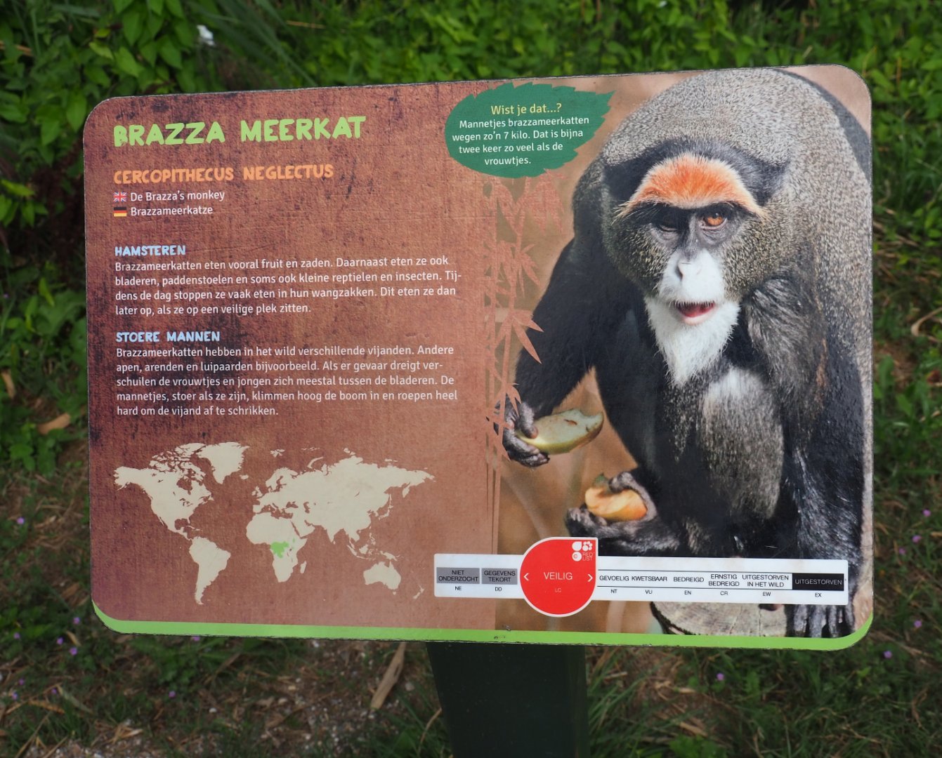 Sign DeBrazza's guenon, 2019-08-11