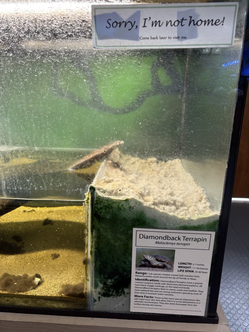 Sign - Diamondback Terrapin - no one home