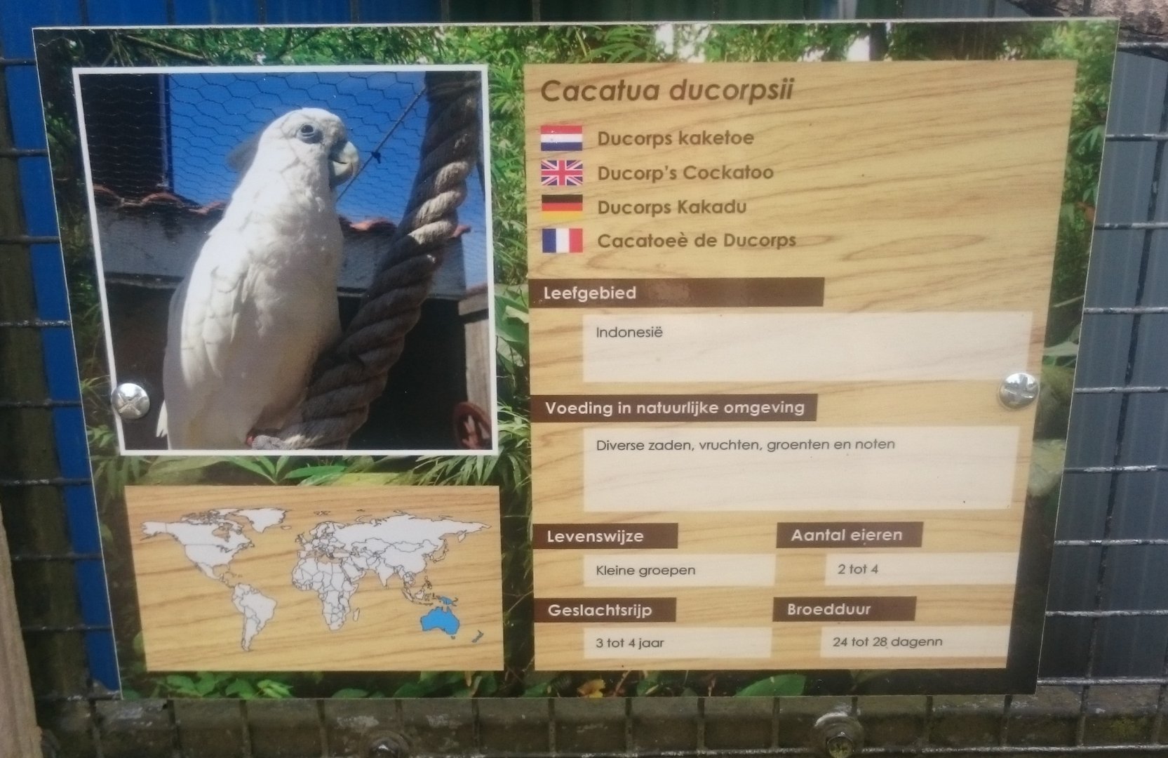 Sign Ducorp's cockatoo