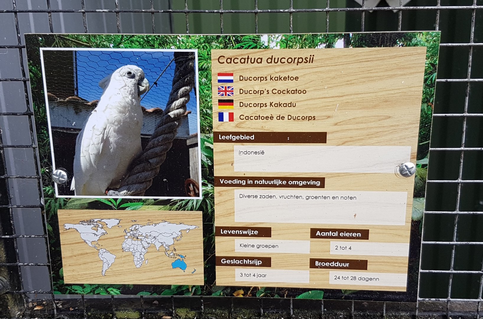 Sign Ducorps cockatoo