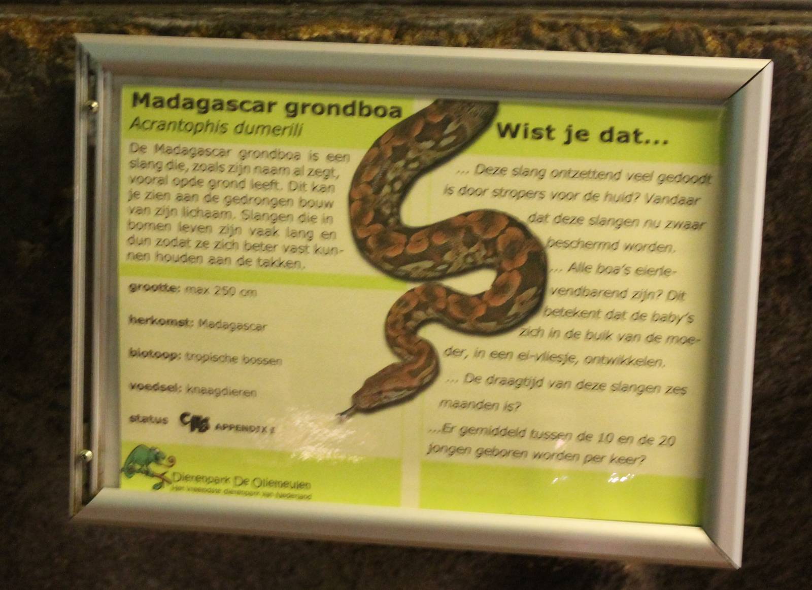 Sign Dumeril's boa