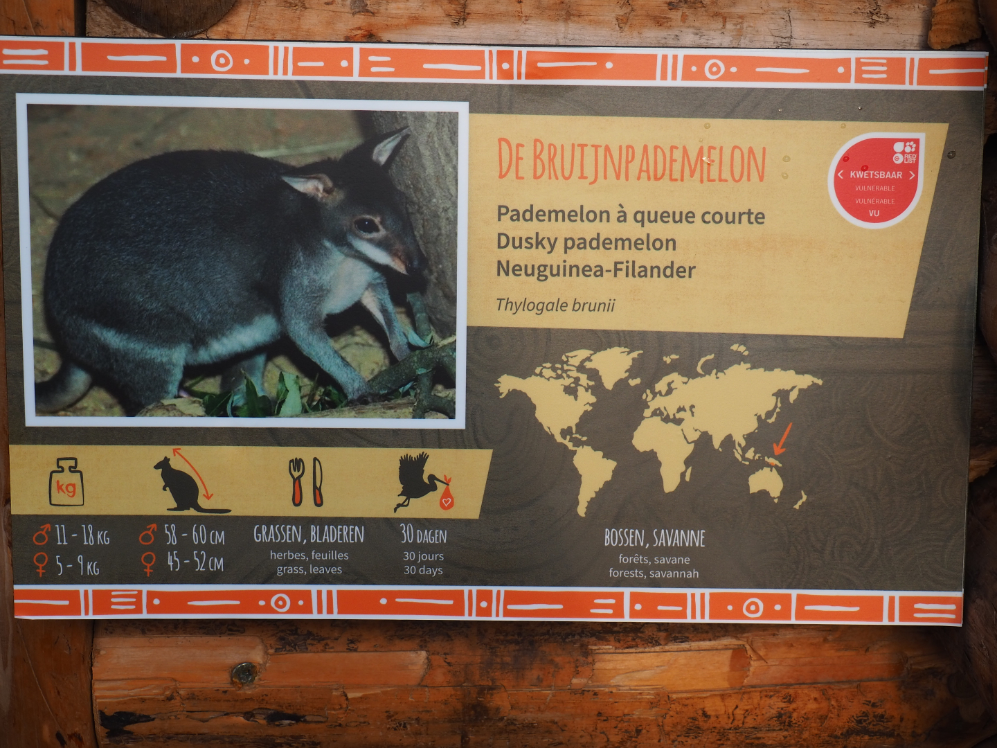 Sign Dusky pademelon, 2019-12-28