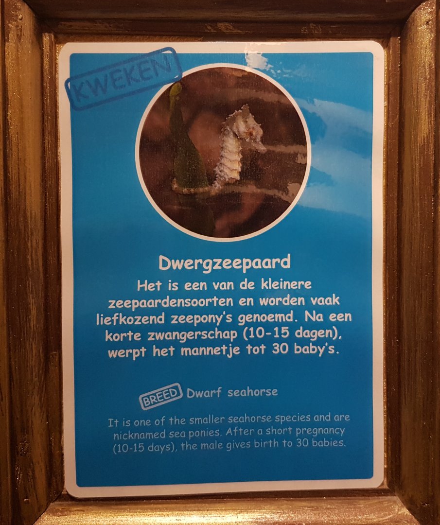 Sign Dwarf seahorse - Hippocampus zosterae