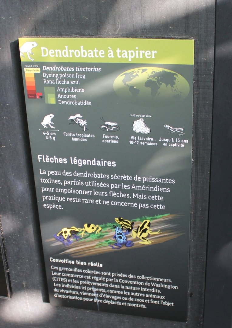 Sign Dyeing dart frog