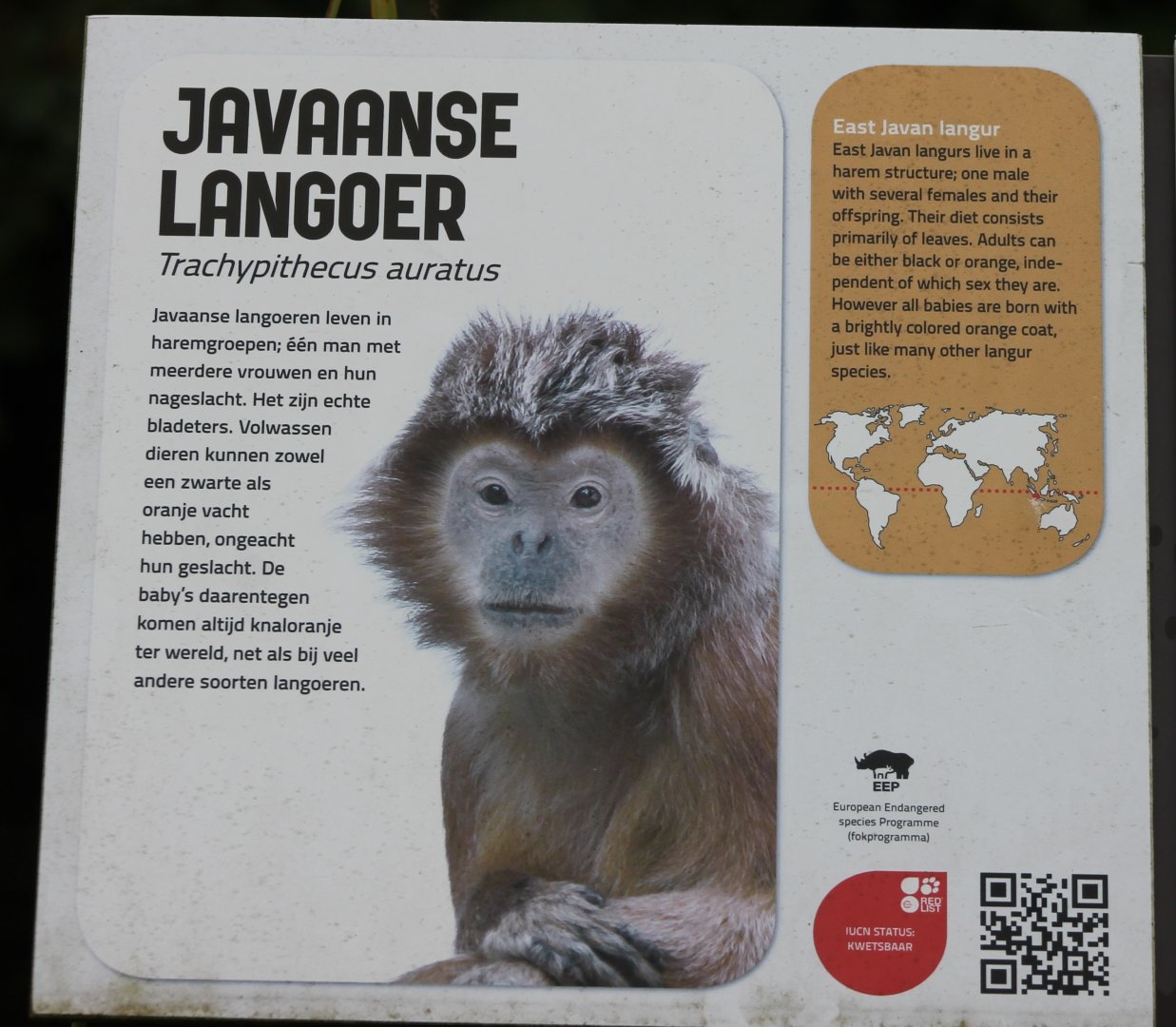 Sign East Javan langur