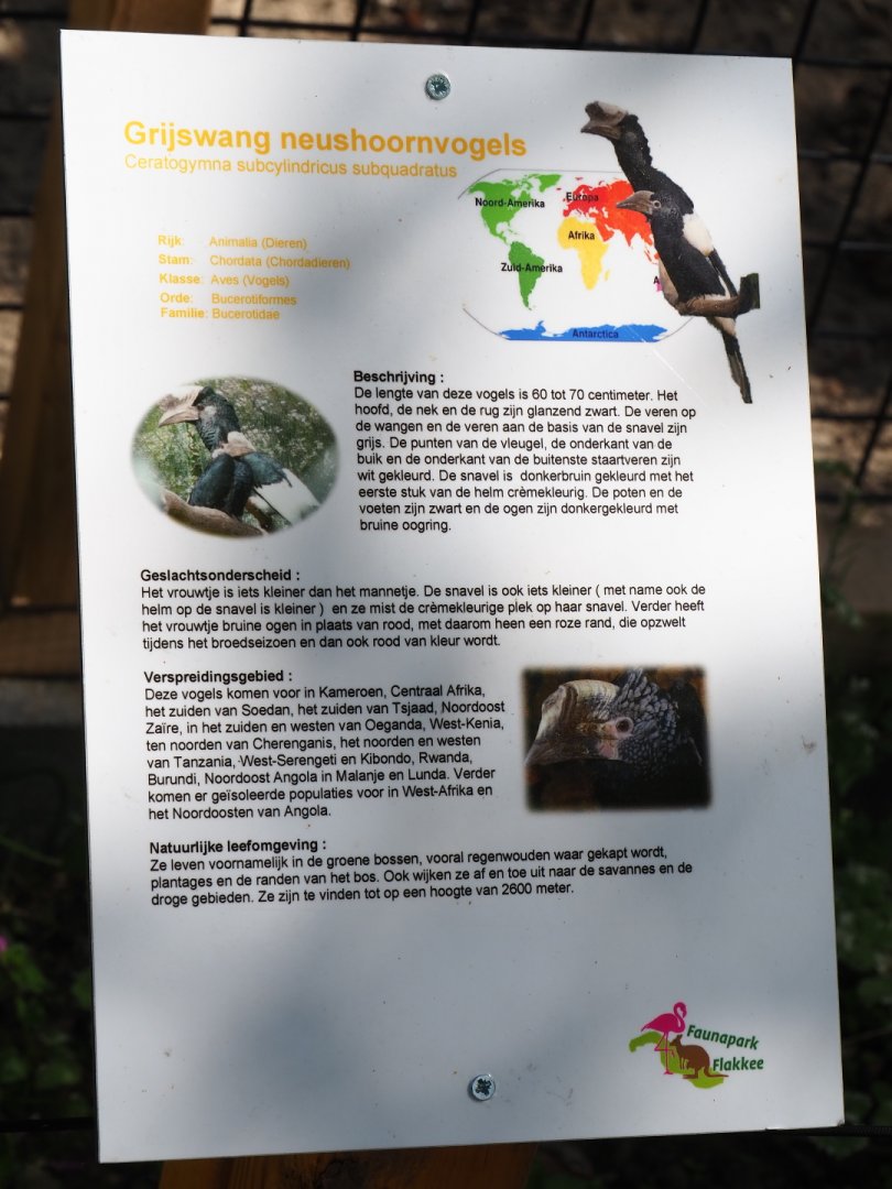 Sign Eastern grey-cheeked hornbill, 2019-06-01
