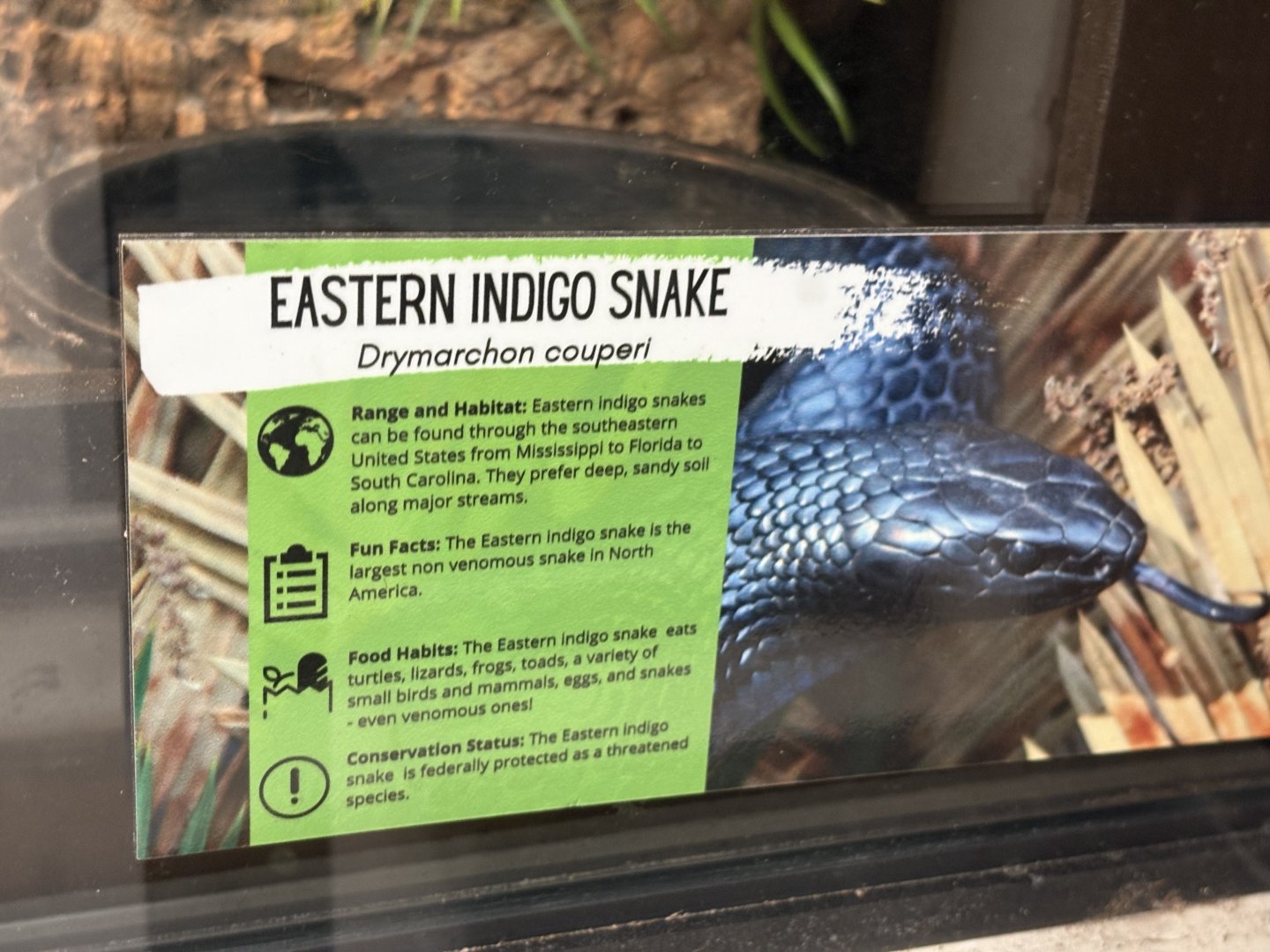 Sign - Eastern Indigo Snake