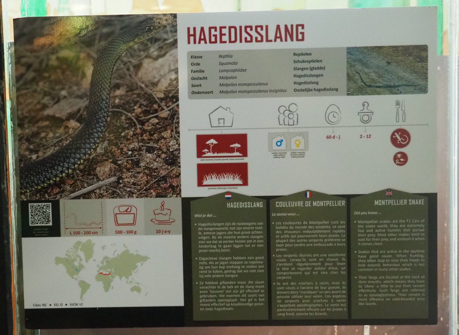 Sign Eastern Montpellier snake, 2019-08-04