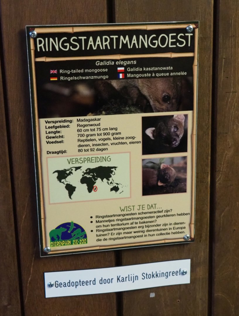 Sign Eastern ring-tailed vontsira, 2019-04-06