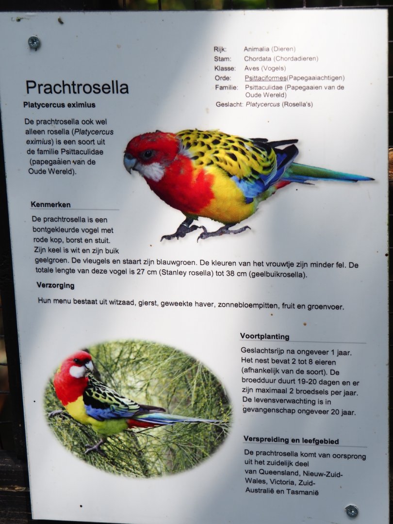 Sign Eastern rosella, 2019-06-01