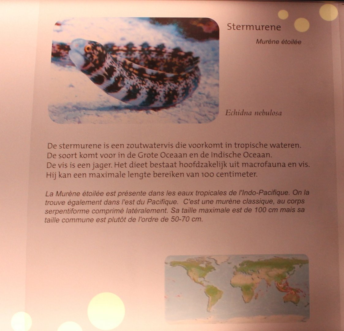 Sign Echidna nebulosa