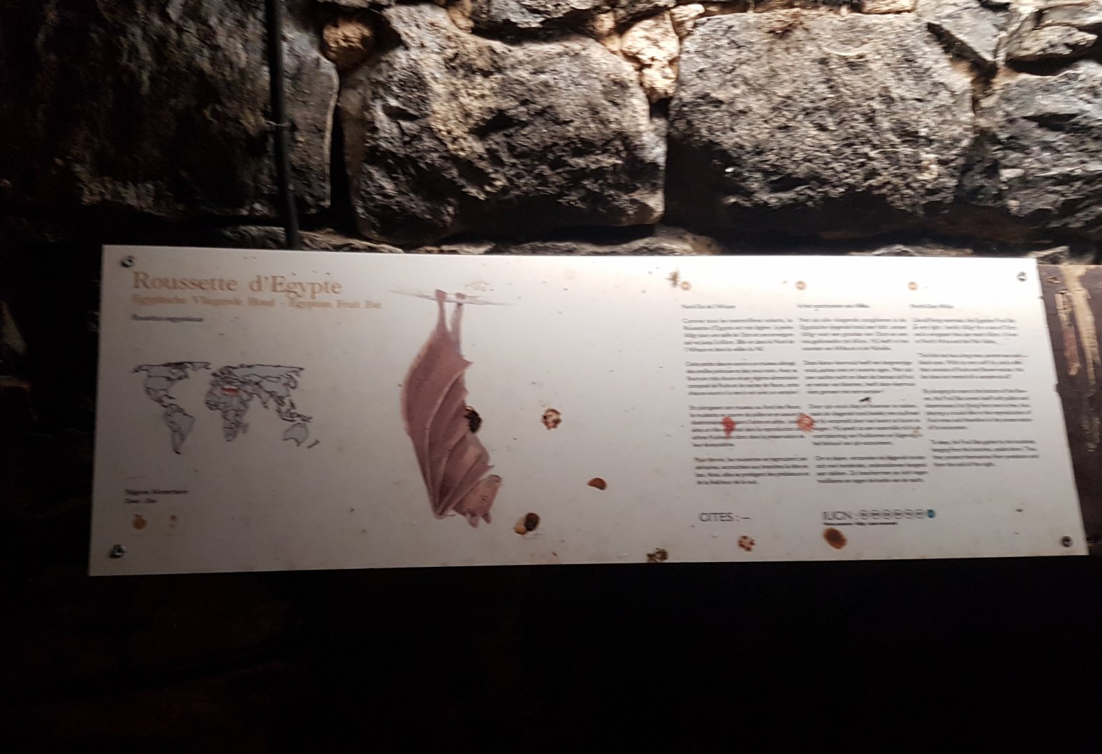 Sign Egyptian fruit bat