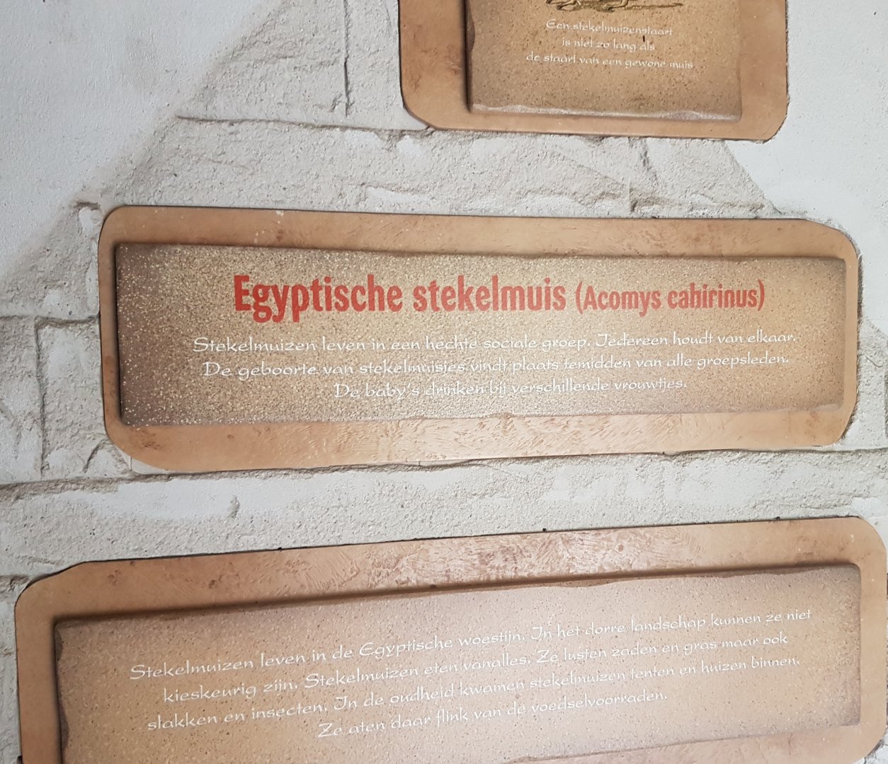 Sign Egyptian spiny mouse