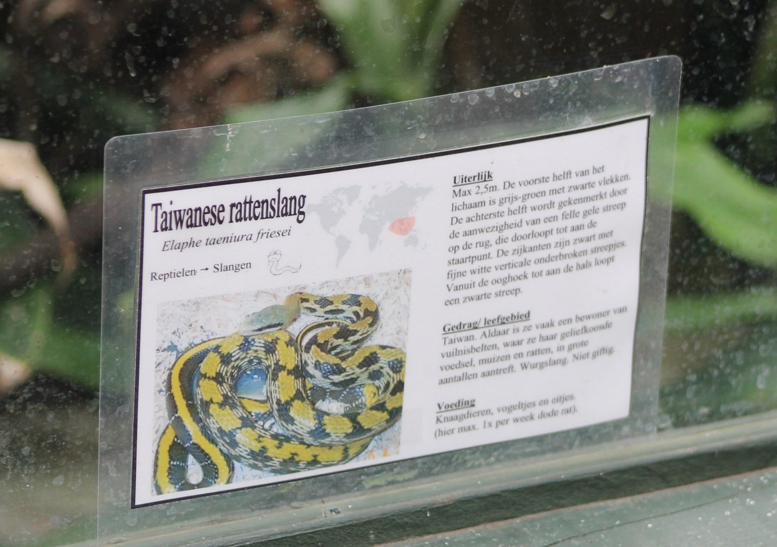 Sign Elaphe taeniura