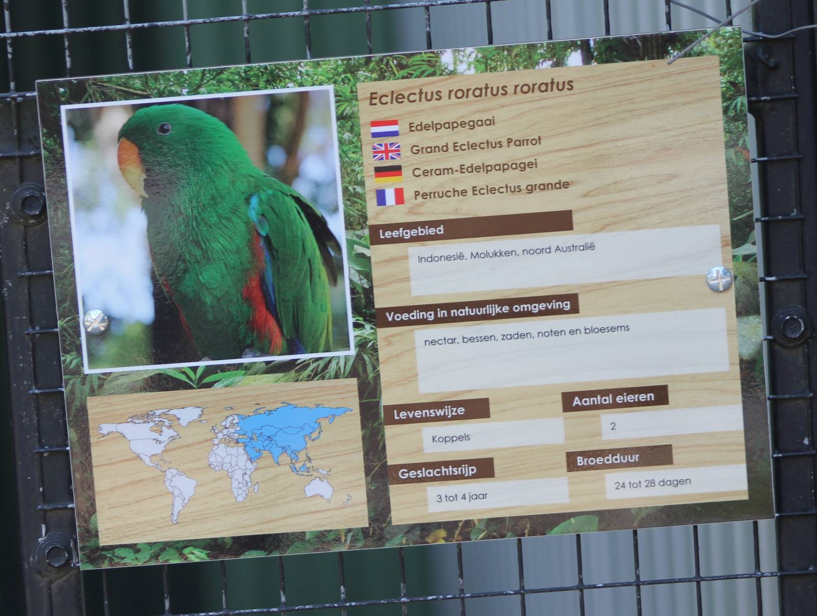 Sign Electus parrot