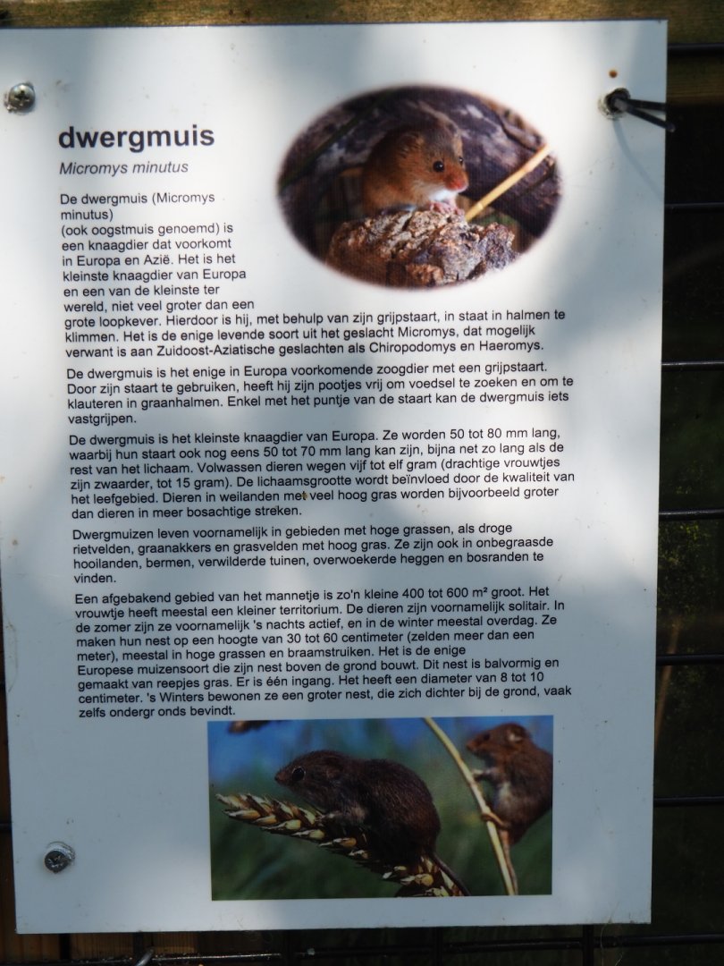 Sign Eurasian harvest mouse, 2019-06-01